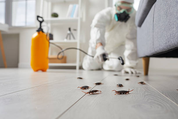 Commercial Kitchen Cockroach Control in Pinckneyville